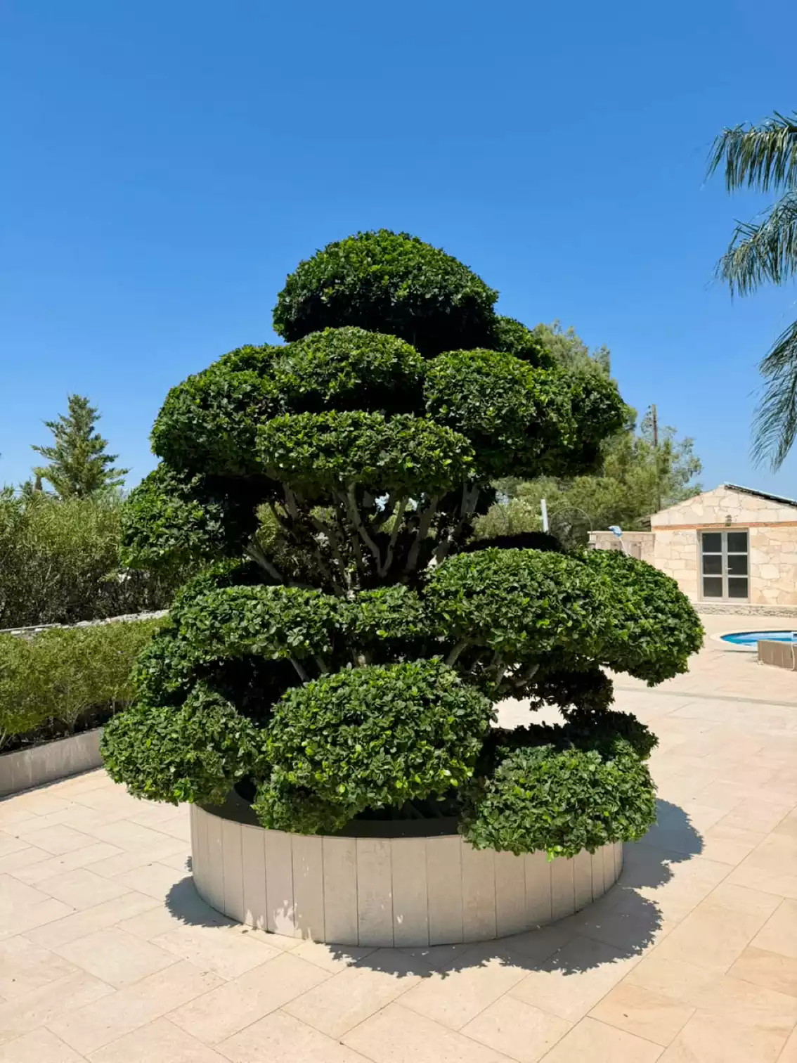 Bonsai Base