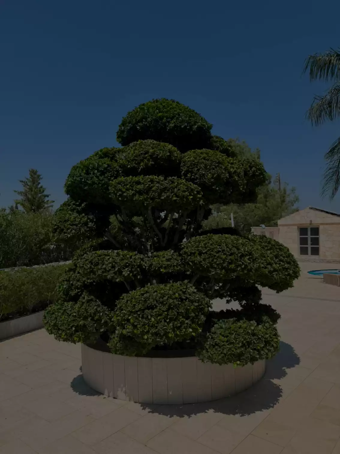 Bonsai Hover