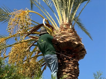 Palm Tree Cleaning by Licensed Cypriot Professionals