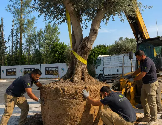 Specimen Relocation & Replanting