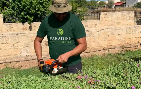 Precision Arbor & Shrub Pruning