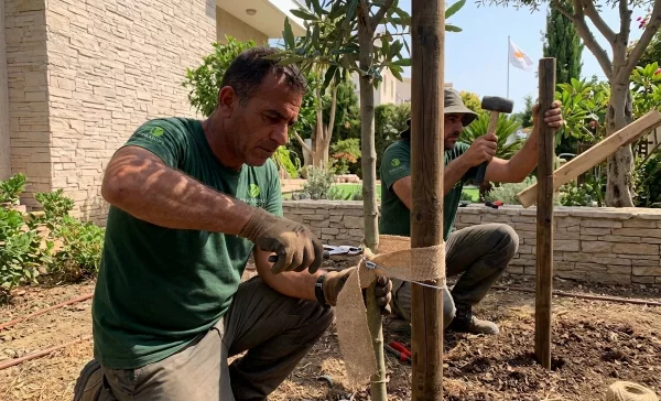Tree Staking & Structural Support