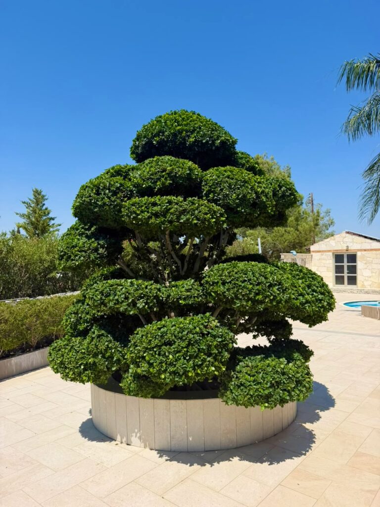 Precision Arbor Care & Botanical Topiary Shaping