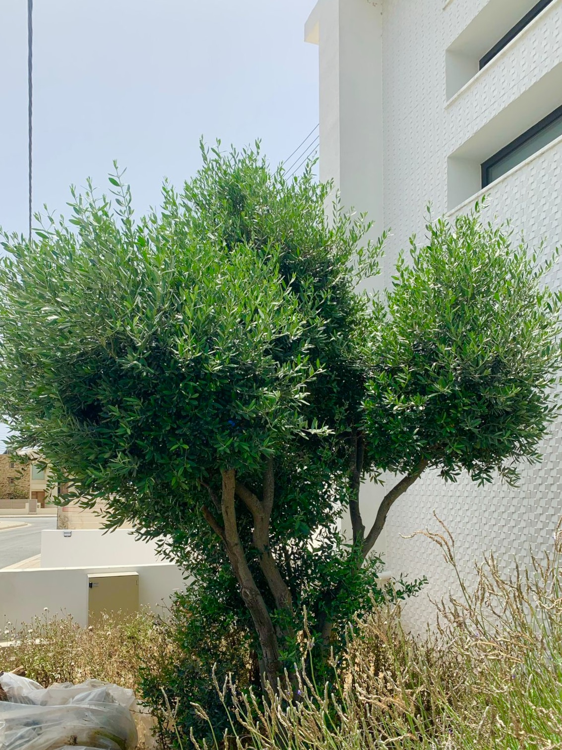 Mediterranean Landscape Before