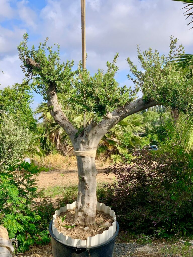 Olive Tree Integration & Mediterranean Planting